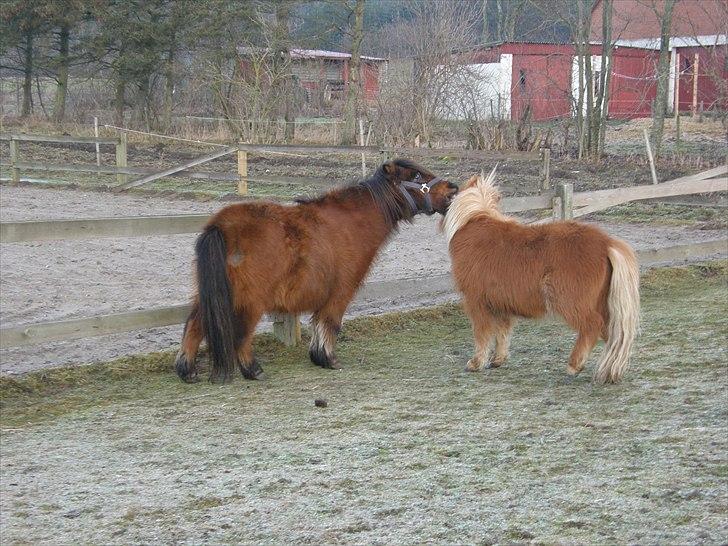 Shetlænder Nikki - 22.01.11 - så nakker jeg da bare din grime ogs nu! billede 12