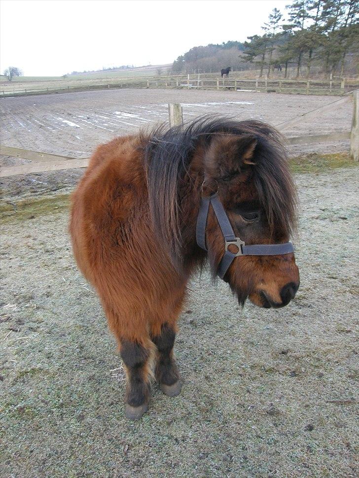Shetlænder Nikki - 22.01.11 - Nikki-drengen billede 13
