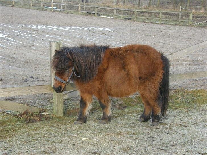 Shetlænder Nikki - 22.01.11 - nå, der var ingen på banen idag at kigge på.. de rider bare rundt på min fold! så kan jeg ogs bare klø mig.. billede 14