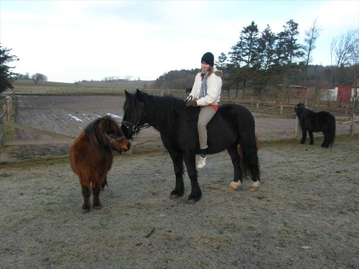 Shetlænder Nikki - 22.01.11 - Nikki kan ikke bestemme sig om han vil være social eller ej billede 15