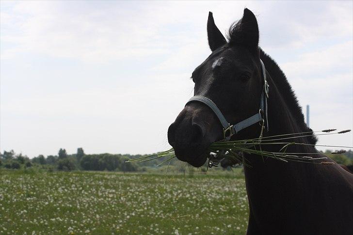 Anden særlig race Beautiful Girl billede 9