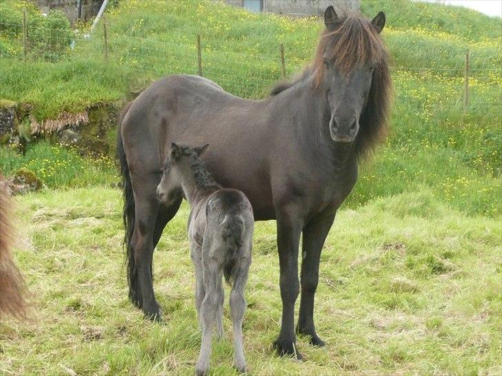 Islænder Tøkk billede 1
