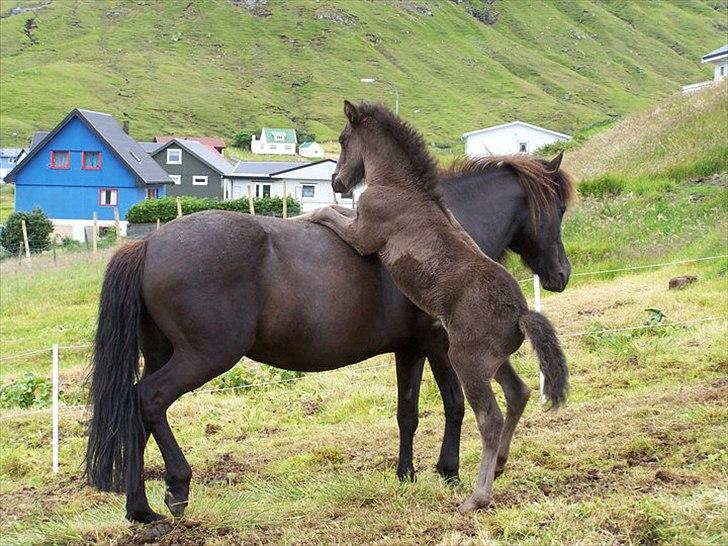 Islænder Tøkk billede 2