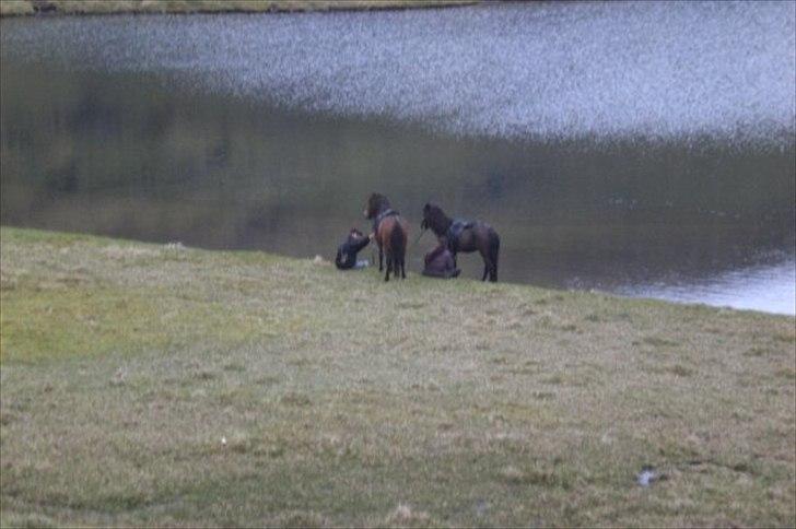 Islænder Tøkk billede 3