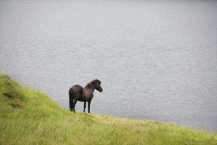 Islænder Tøkk billede 4