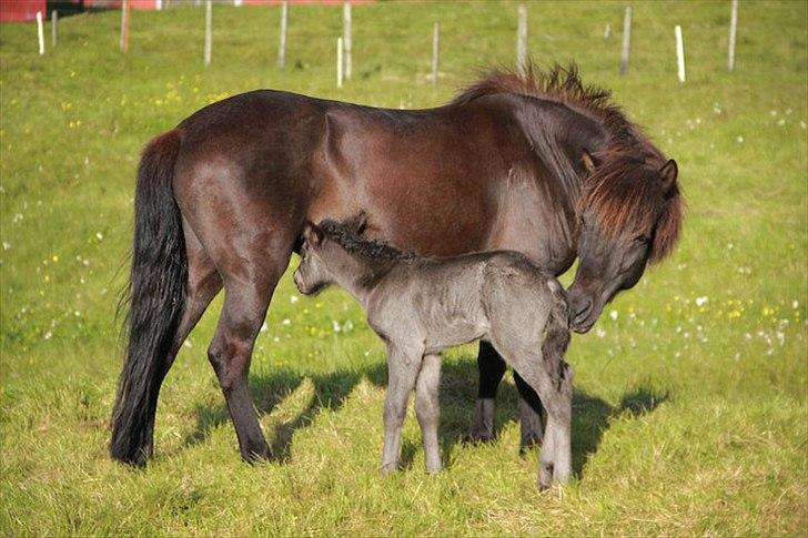 Islænder Tøkk billede 5