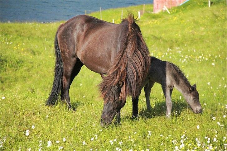 Islænder Tøkk billede 6