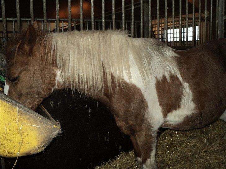 Anden særlig race Tilde - Inden sidste ridetur på dig. Foto: Mig billede 10
