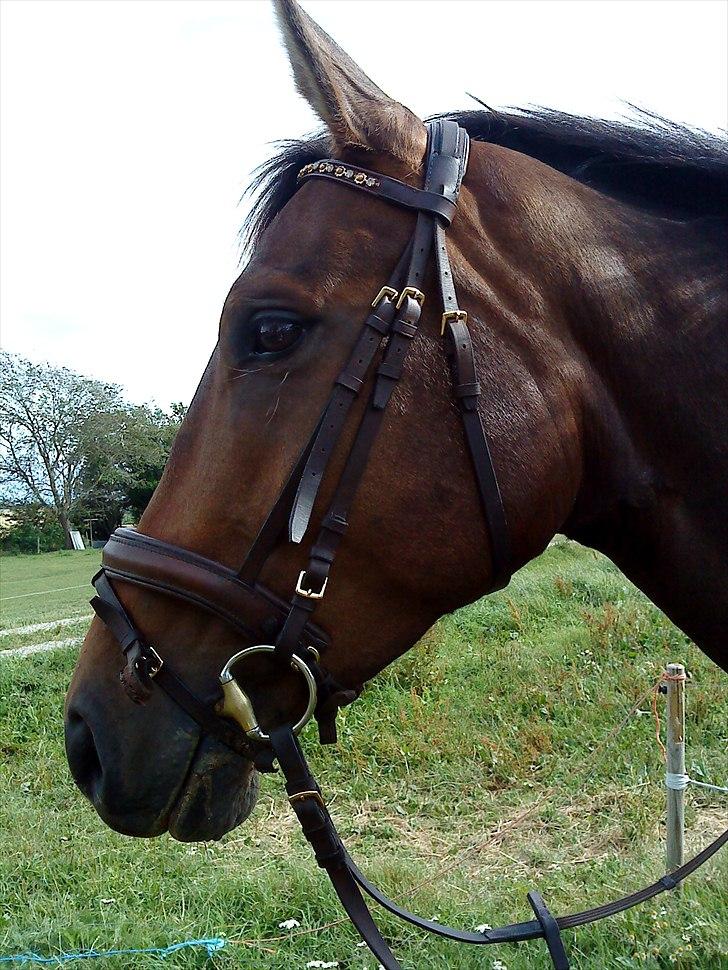 Anden særlig race Merlot R.I.P <3 - føste billede jeg to af Merlot <3 billedet 19 billede 18