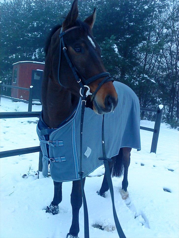 Anden særlig race Merlot R.I.P <3 - Merlot i den føste sne år 2010 <3 billedet 20 billede 19