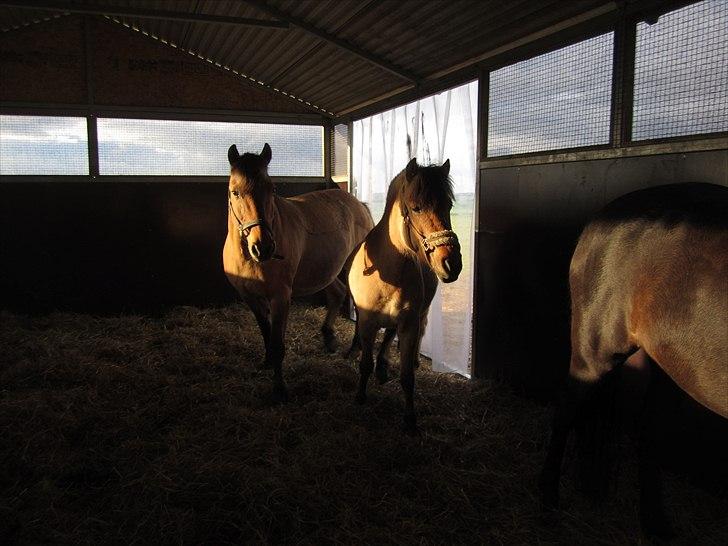 Anden særlig race Perle (Trænede/Red) - Seven & Perle i løsdriften - maj 2011(-: billede 12