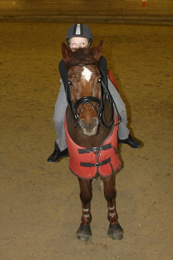 New Forest Berktzicht Ronald *Bruce* R.I.P. <3 - 15// Tittéeh-bøøh :D Hyggedag med Brucié<3 // 22/1-11 // PL-foto. billede 15