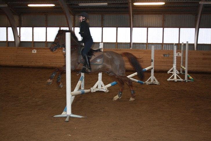 New Forest Berktzicht Ronald *Bruce* R.I.P. <3 - 17// Spring med Brucie, så dejlig! :-I <3 Skide dårligt, men sys der skulle være et hvor jeg sprang på ham.. // 13/2-11 // Mie. billede 17