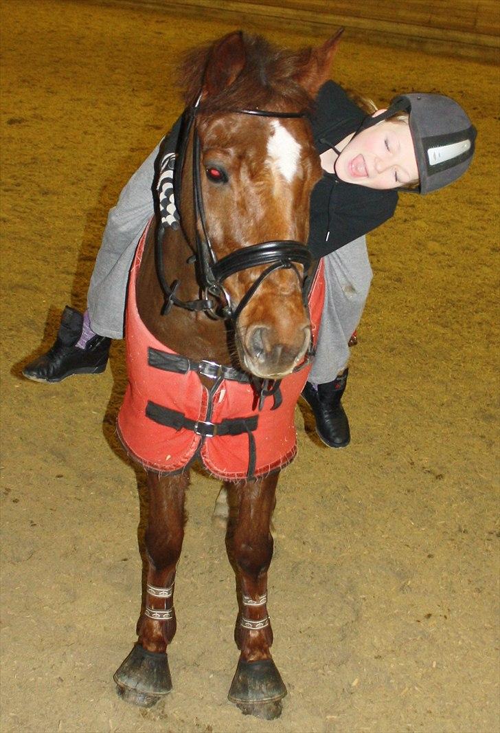 New Forest Berktzicht Ronald *Bruce* R.I.P. <3 - 19// Brucie tænker at jeg er mærkelig :D <3 // 22/1-11 // PL-foto og MCL-foto beskæring. billede 19