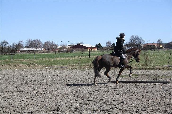 New Forest Berktzicht Ronald *Bruce* R.I.P. <3 - 20// Brucie og jeg traver rundt på banen over en bom (`: Bussie smutter lige over bommen, meget elegang (; <3 JEG ELSKER DiG!<3 // 09/4-11 // Julie.  billede 20