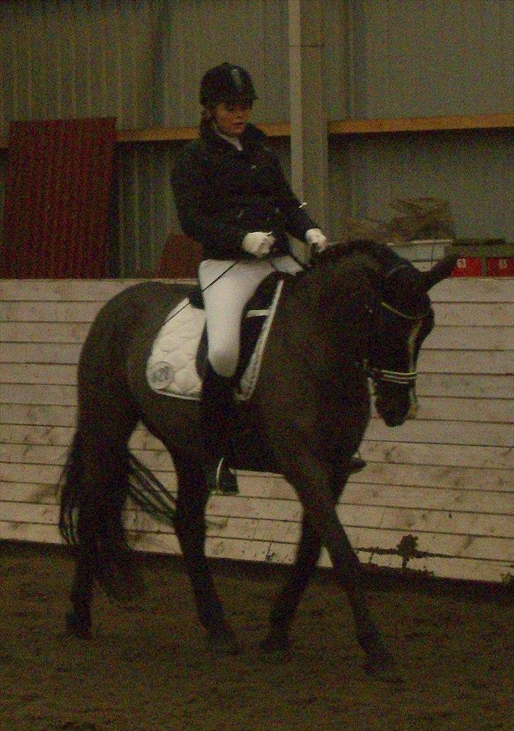 Oldenborg Tamara Sejr  billede 14