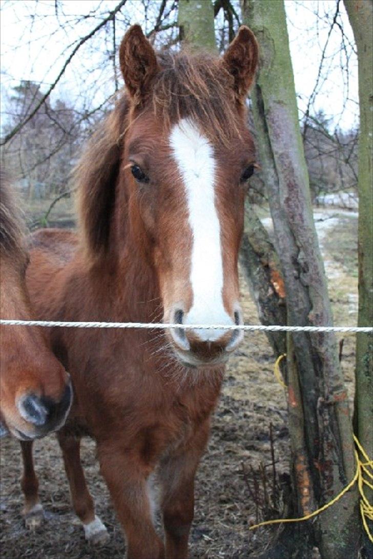Anden særlig race Blue Balloo billede 14