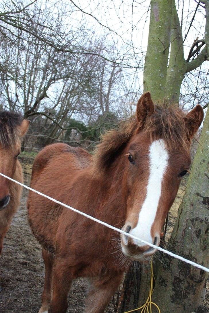 Anden særlig race Blue Balloo billede 15