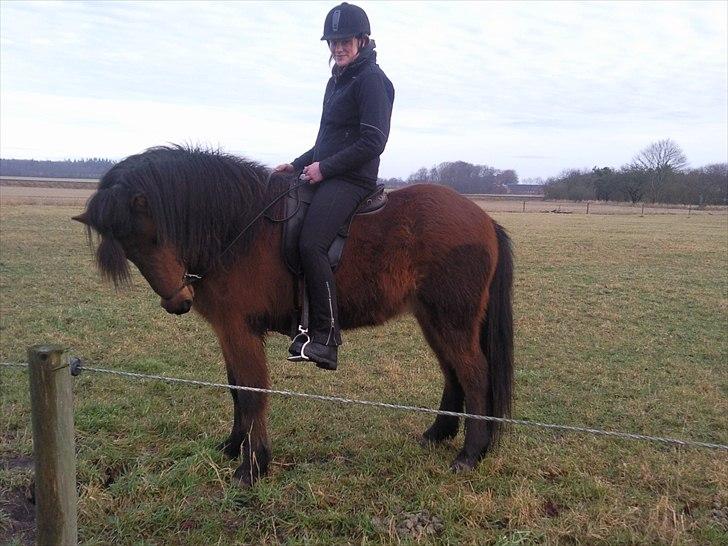 Islænder Jörfi fra Engimyri - Første gang jeg var oppe på Jörfi<3 billede 11