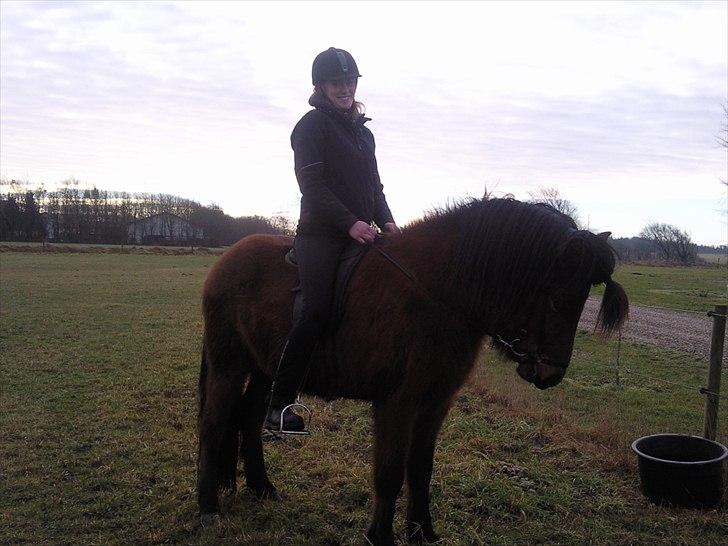 Islænder Jörfi fra Engimyri billede 12