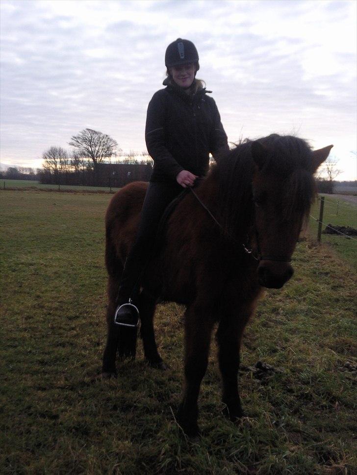 Islænder Jörfi fra Engimyri billede 13