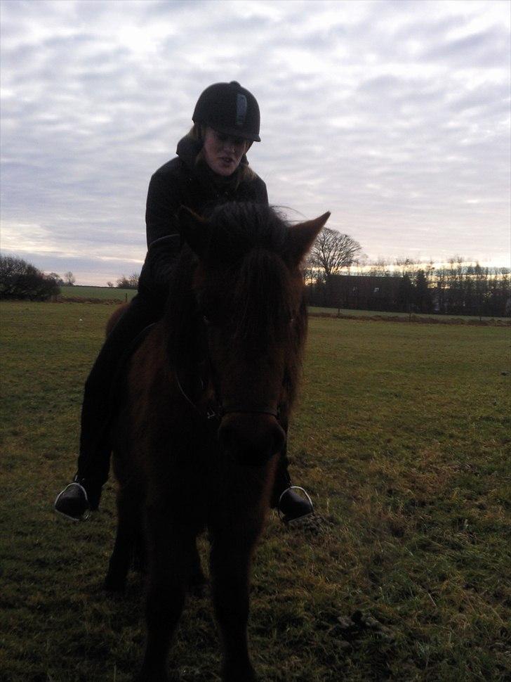 Islænder Jörfi fra Engimyri billede 14