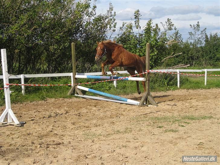 DSP Larsmindes Filanté - Ved Alice og Thomas :-). Som 2årig første løsspring. billede 4