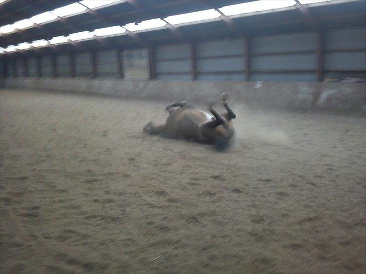 Trakehner Topper - [ Tante's ] billede 10