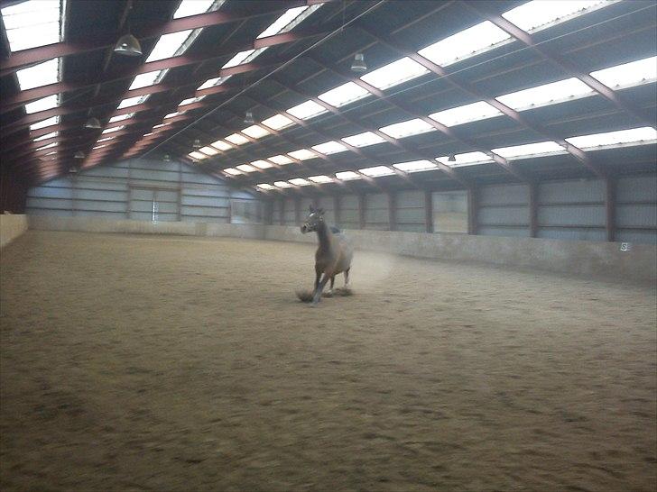 Trakehner Topper - [ Tante's ] billede 11