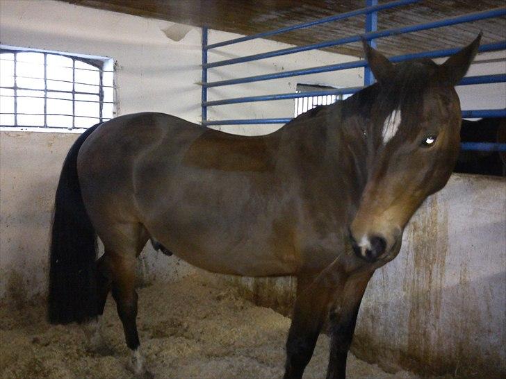 Trakehner Topper - [ Tante's ] billede 12