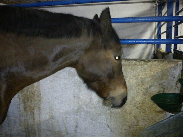 Trakehner Topper - [ Tante's ] billede 13