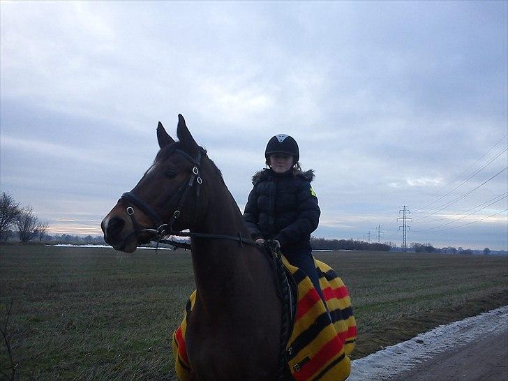 Trakehner Topper - [ Tante's ] billede 14