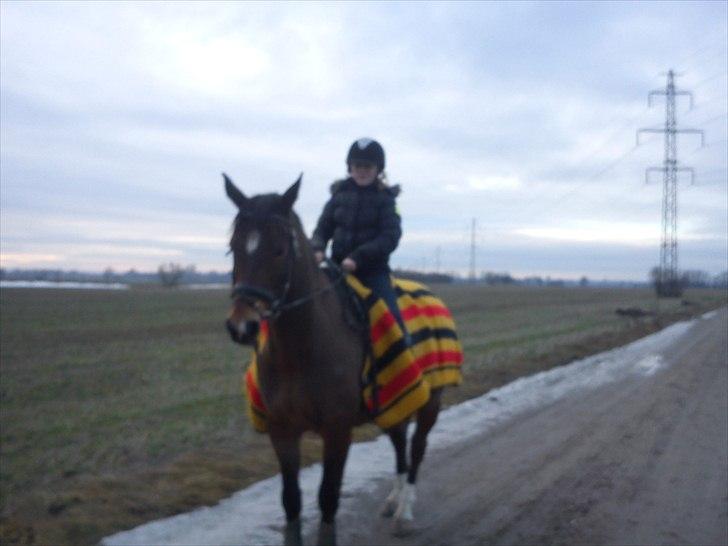 Trakehner Topper - [ Tante's ] billede 15