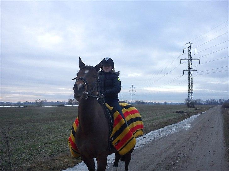 Trakehner Topper - [ Tante's ] - ved godt det ligner at jeg hiver i ham, men han var bare kåd :) Tak for kigget :D billede 16