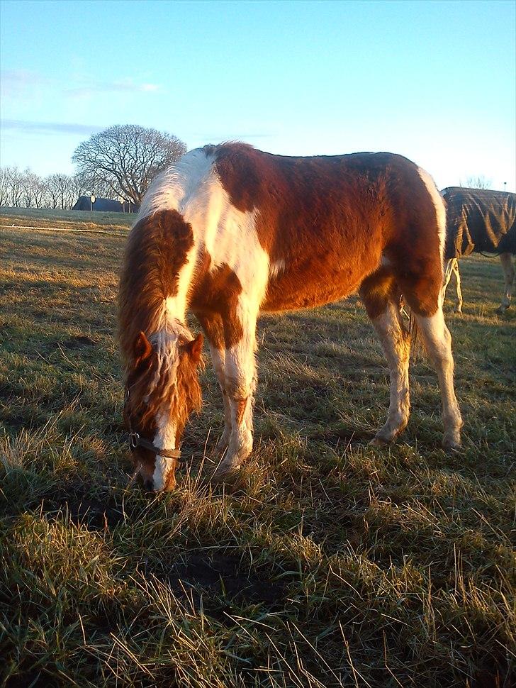 Pinto Romeo - Romeo 23/1 2011 Fotograf: Sara Rasmussen billede 1