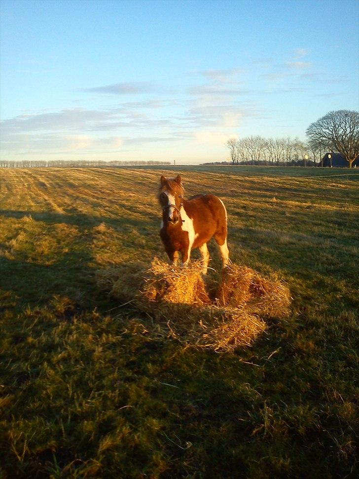 Pinto Romeo - Romeo 23/1 2011 Fotograf: Sara Rasmussen billede 2