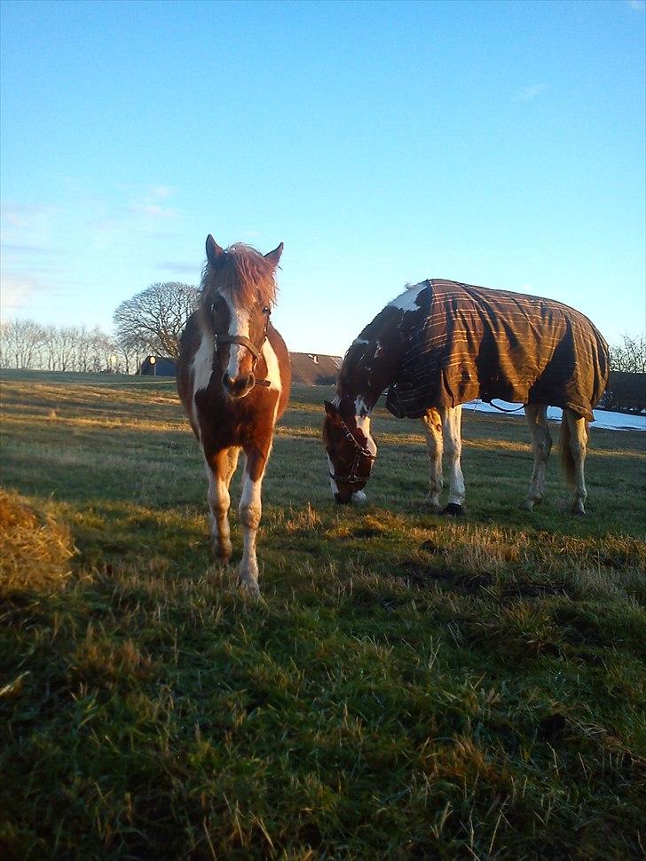 Pinto Romeo - Romeo 23/1 2011 Fotograf: Sara Rasmussen billede 3