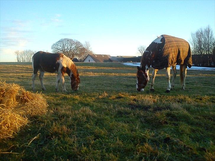 Pinto Romeo - Romeo 23/1 2011 Fotograf: Sara Rasmussen billede 4