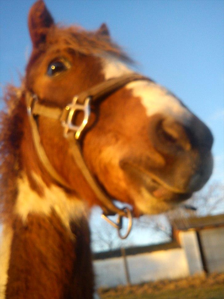 Pinto Romeo - Romeo 23/1 2011 Fotograf: Sara Rasmussen billede 5