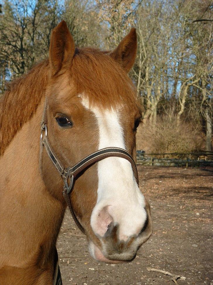 Anden særlig race Elmegårdens Sir Konrad<3 (solgt) - Er jeg ikke bare sød ;-) billede 3