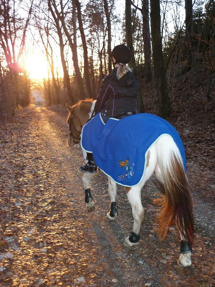 Anden særlig race Elmegårdens Sir Konrad<3 (solgt) - Skridttur i det dejlige vejr billede 13