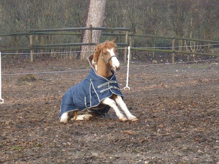 Anden særlig race Elmegårdens Sir Konrad<3 (solgt) - Dejlig rulletur på fold billede 8