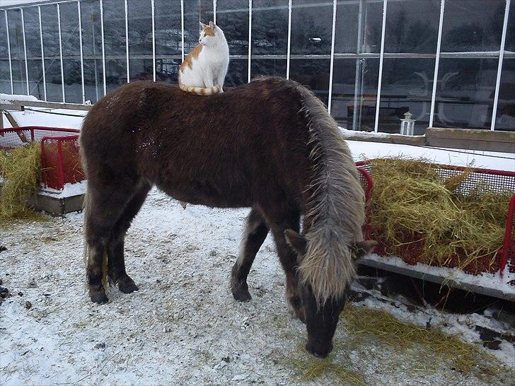Islænder Elva fra Torupgård billede 1