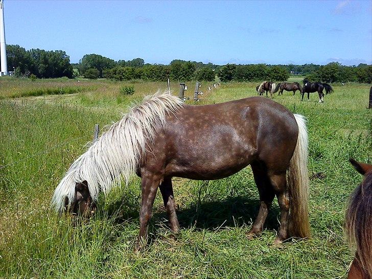 Islænder Elva fra Torupgård billede 2
