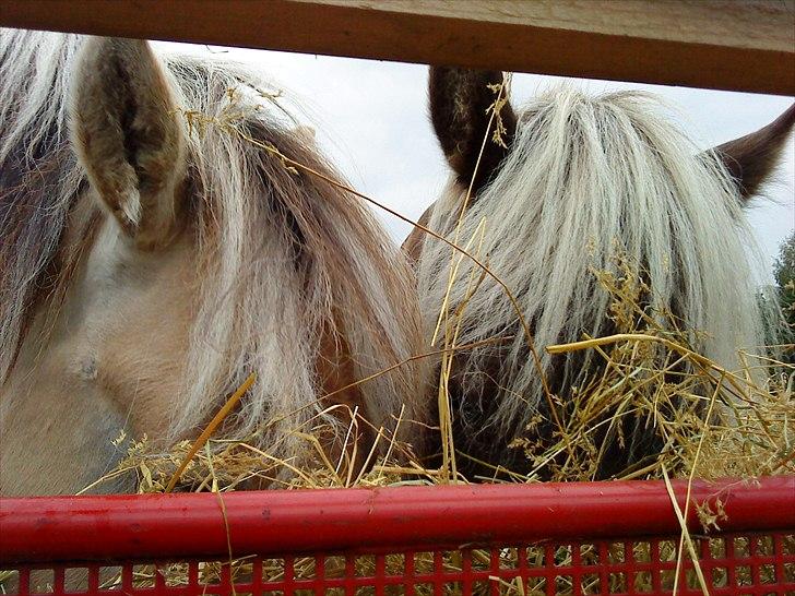Islænder Elva fra Torupgård billede 3
