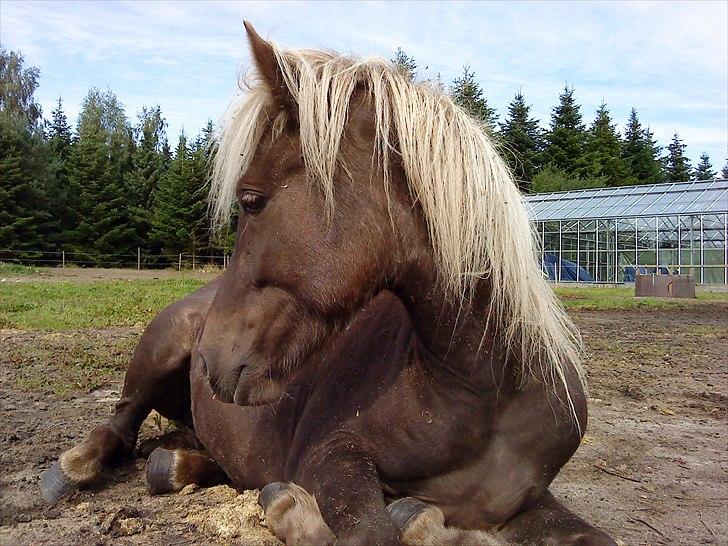 Islænder Elva fra Torupgård billede 4