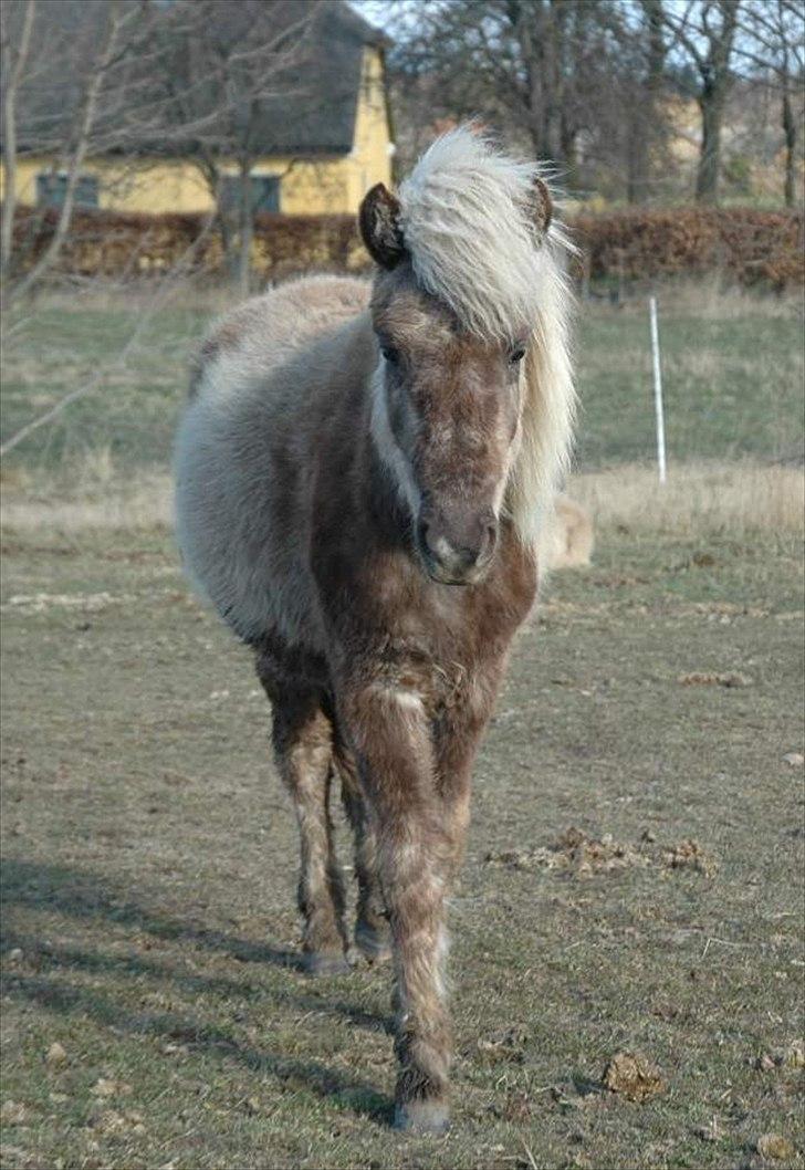 Islænder Elva fra Torupgård billede 5