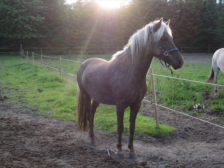 Islænder Elva fra Torupgård billede 6