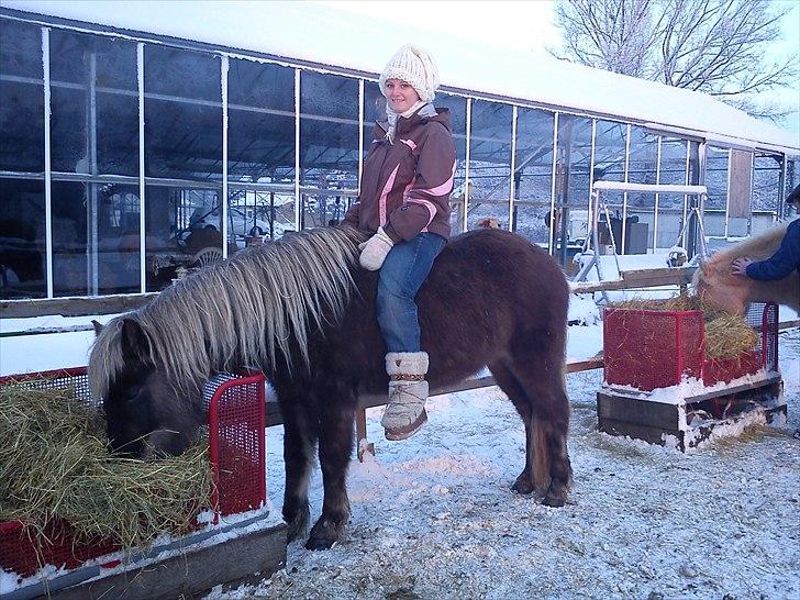 Islænder Elva fra Torupgård billede 7