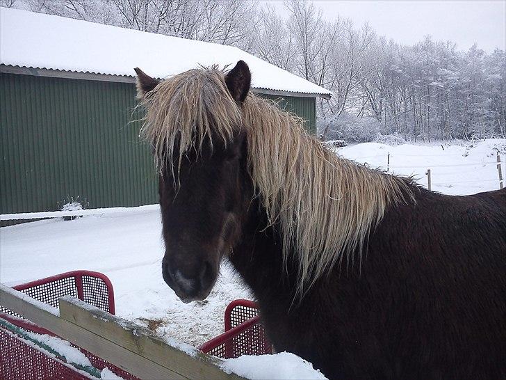 Islænder Elva fra Torupgård billede 8